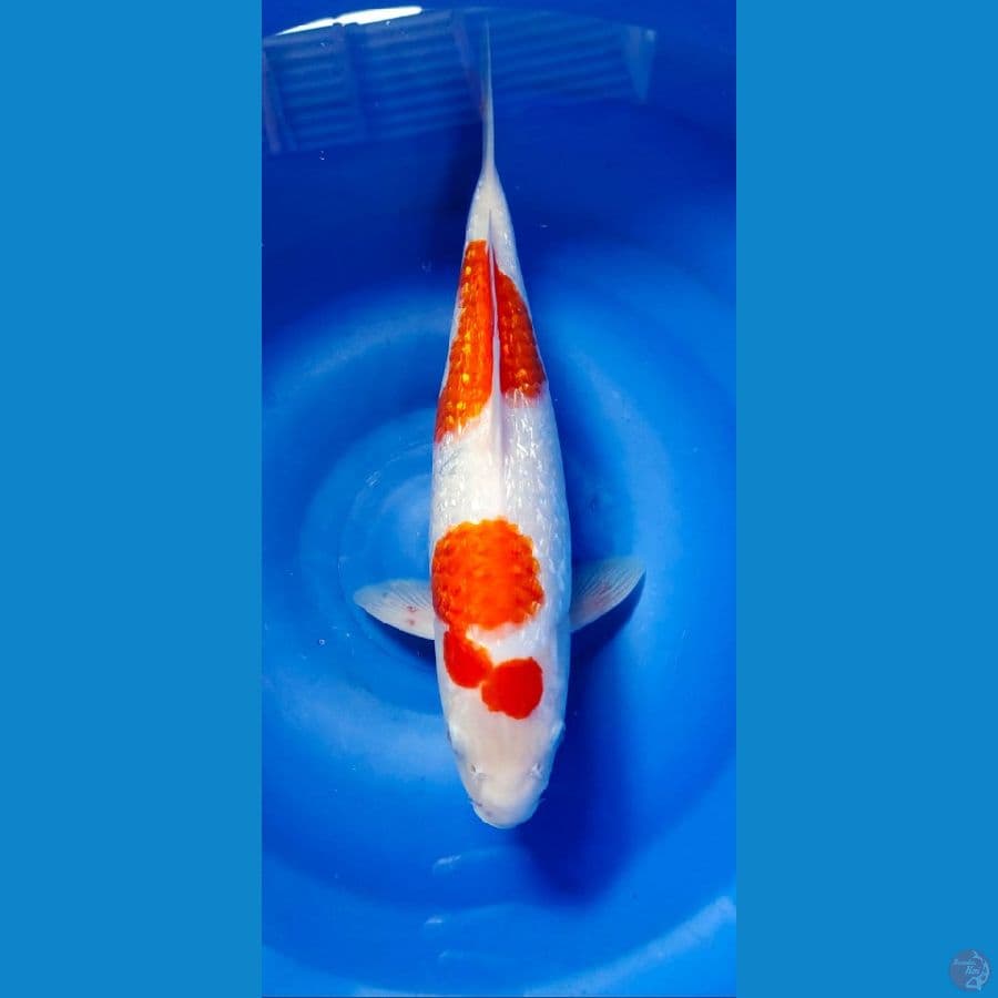 kohaku 31 cm 