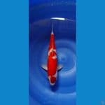 kohaku 32cm male