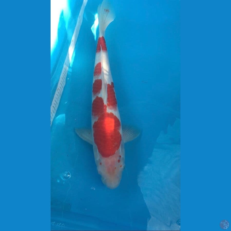 kohaku 34.5cm