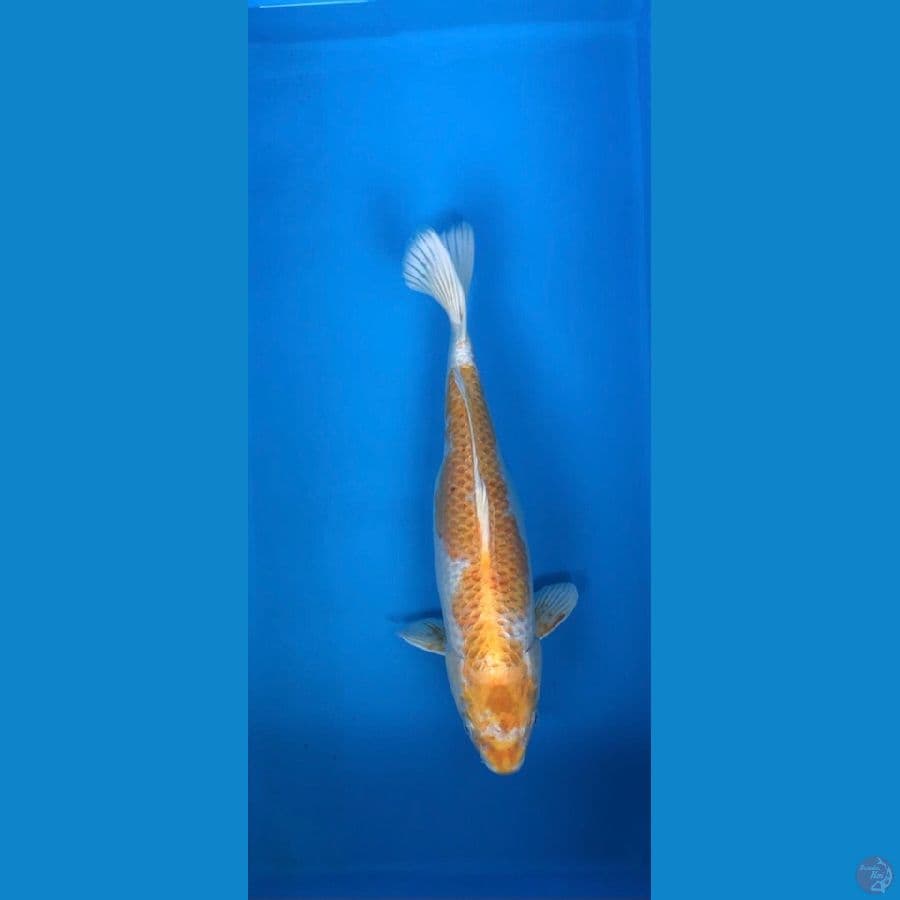 hariwake hikari 36.5cm