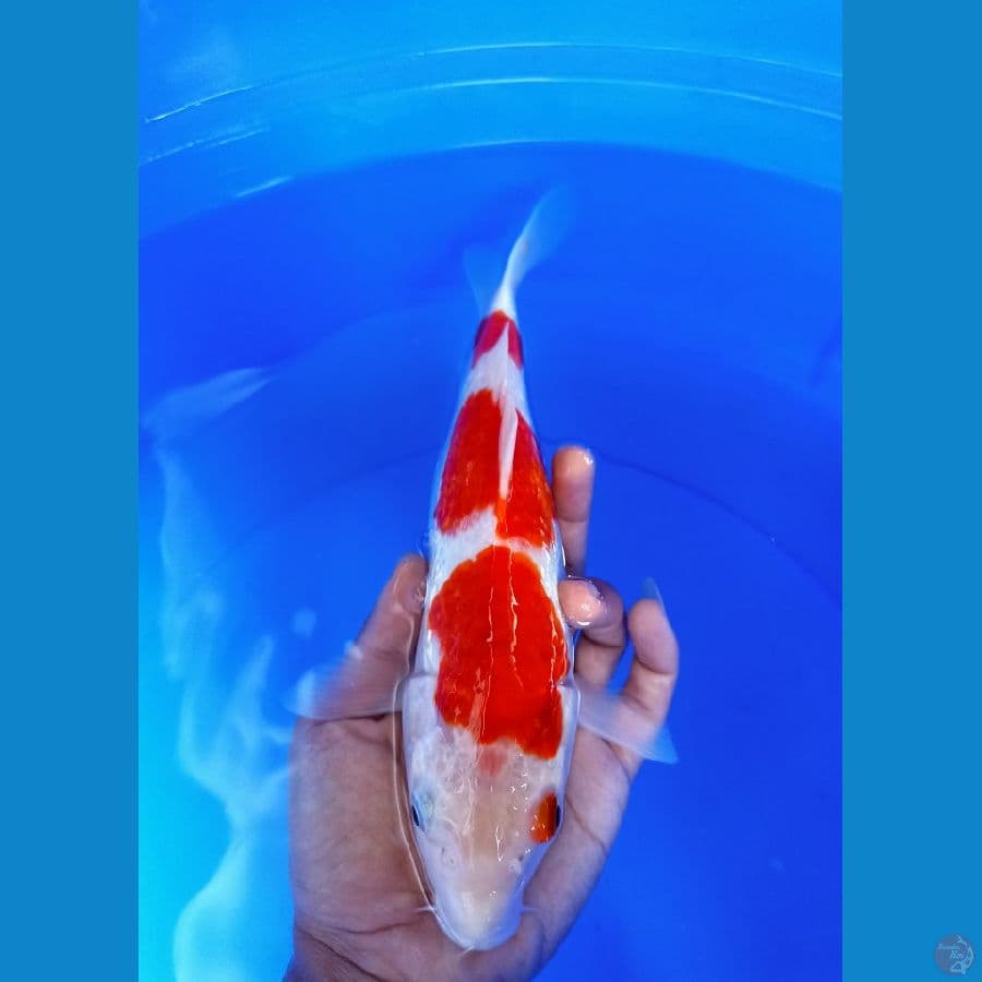 3 step kohaku ginrin sz 25