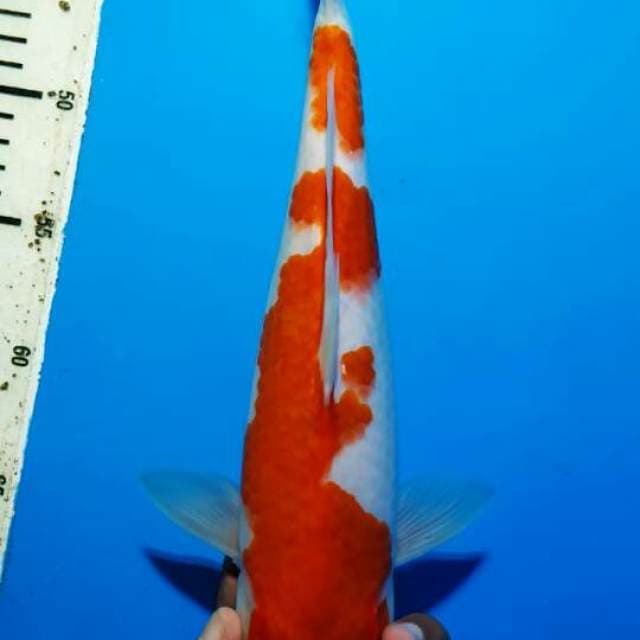 Kohaku 9