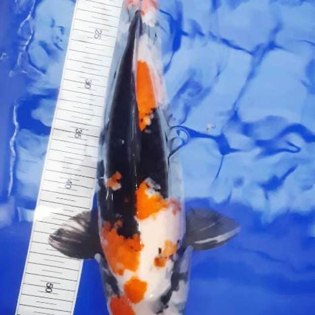 Showa super jumbo 46cm