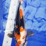 Showa super jumbo 46cm