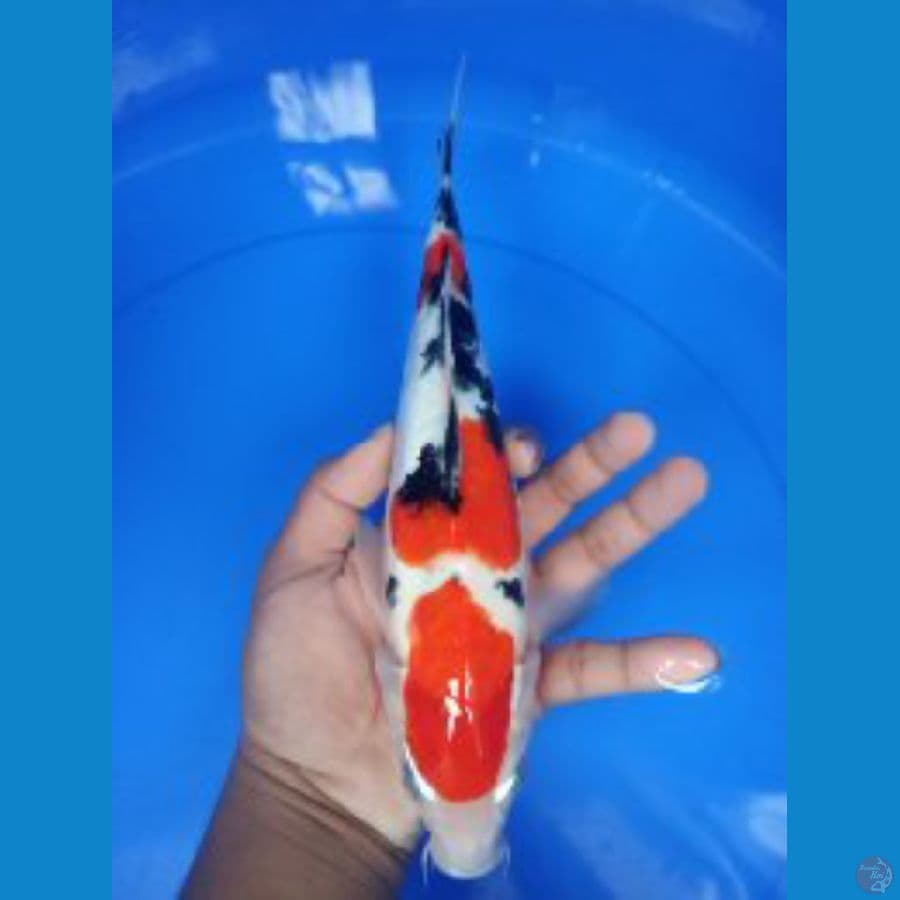 sanke doitsu 30 cm