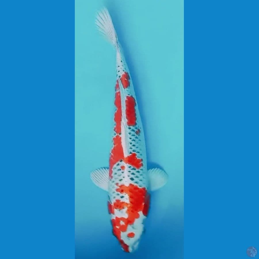 SQ kujaku male 39 cm 