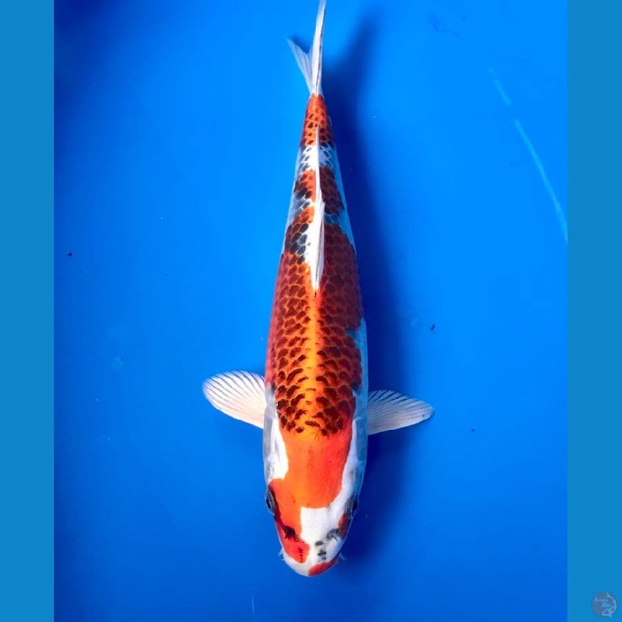 kujaku 29cm