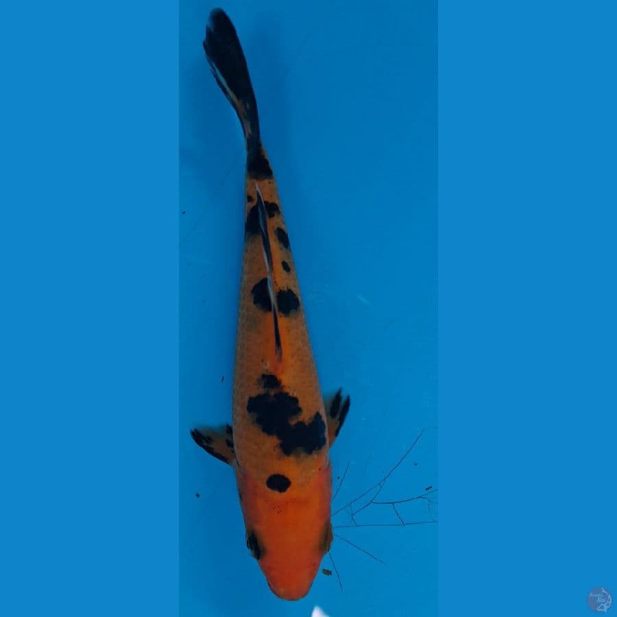 aka Bekko 12 cm