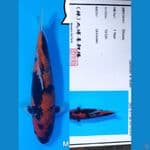 Showa 37cm Maruhiro