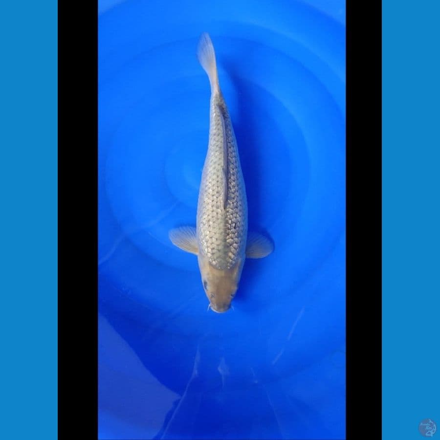 Soragoi Ginrin 41cm Bima Raditya