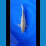Soragoi Ginrin 41cm Bima Raditya