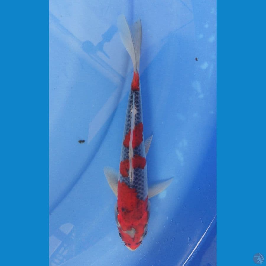 Goshiki.Sq.17cm