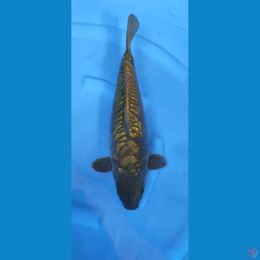 ARAGOKE 42CM