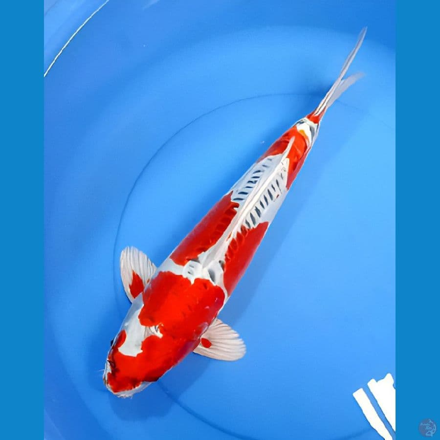 kikokuryu 43CM MALE 