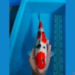 SANKE 35CM MALE
