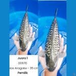 ARAGOKE 35CM MALE