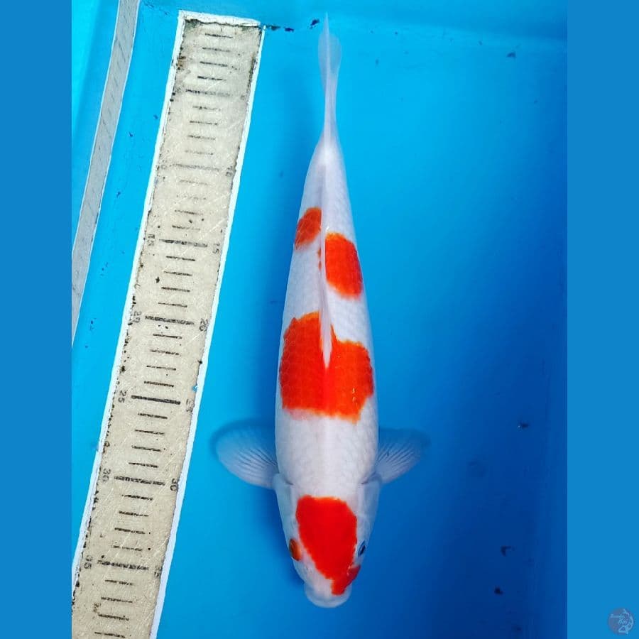 yondan orie kohaku 30up