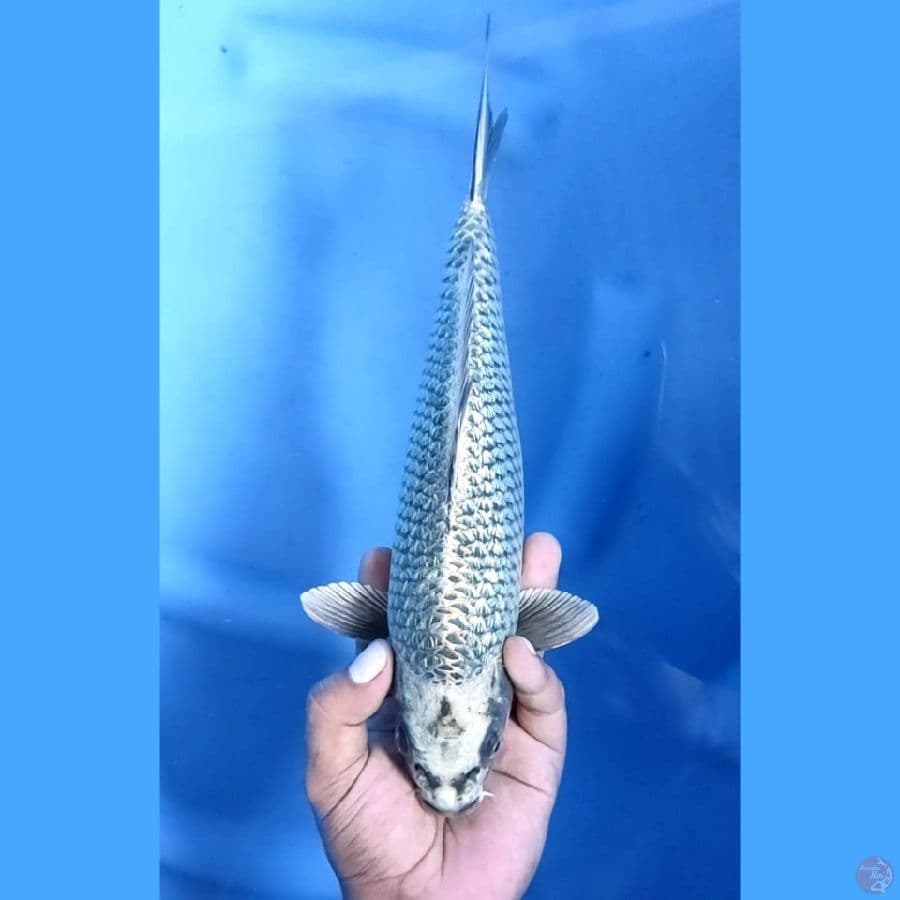 (30 CM) MUKASI GINRIN -F