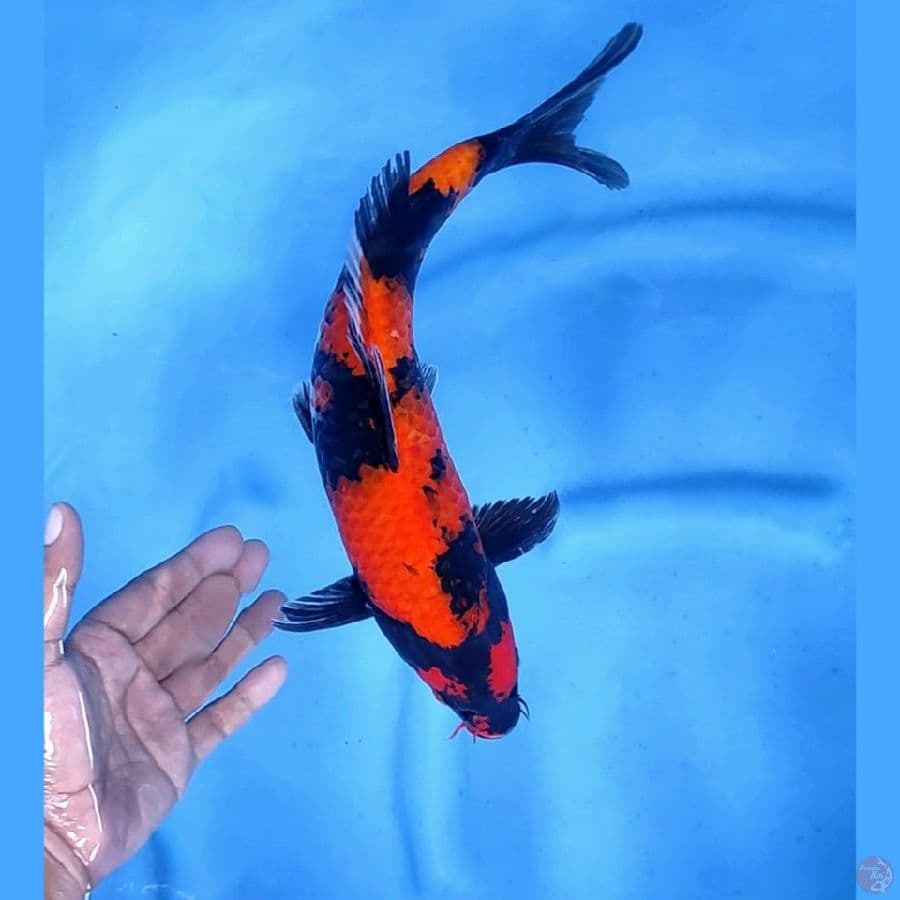 (35 CM) HI SHOWA -M