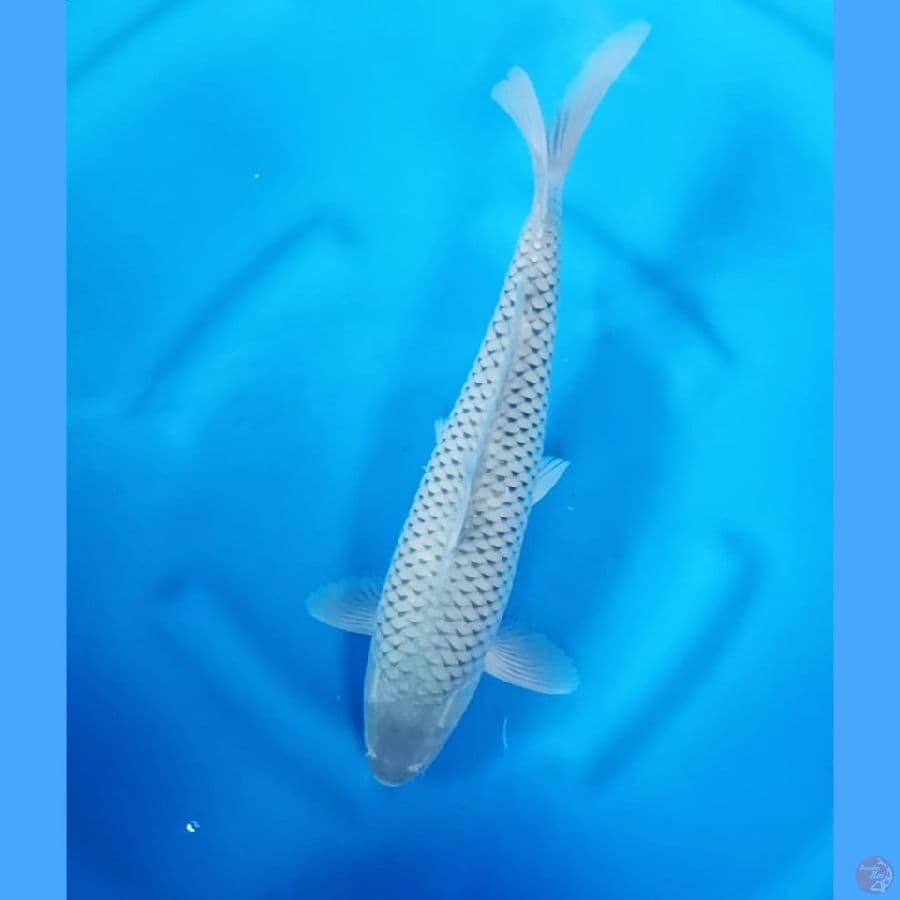 (38 CM) SORAGOI  -F