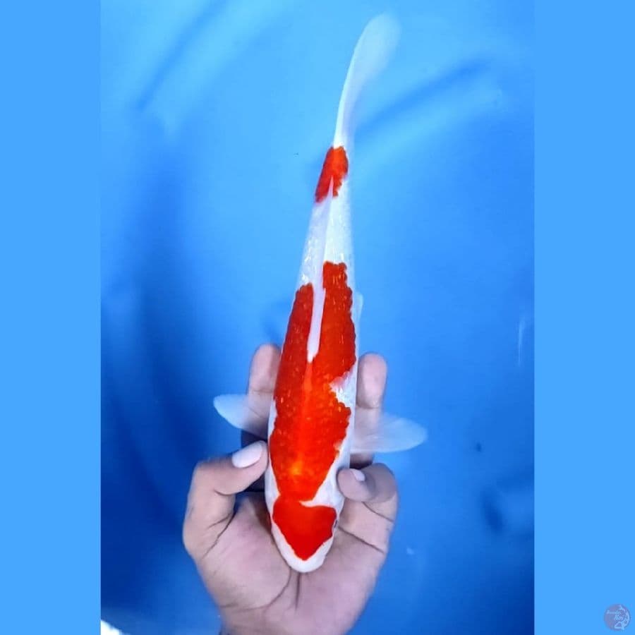 (27 CM) KOHAKU GINRIN -M