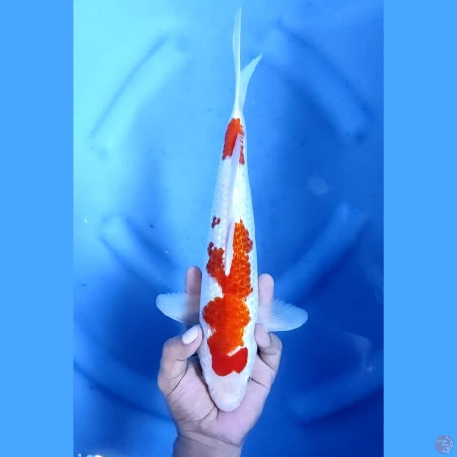 (33 CM) AI GOROMO GINRIN -F