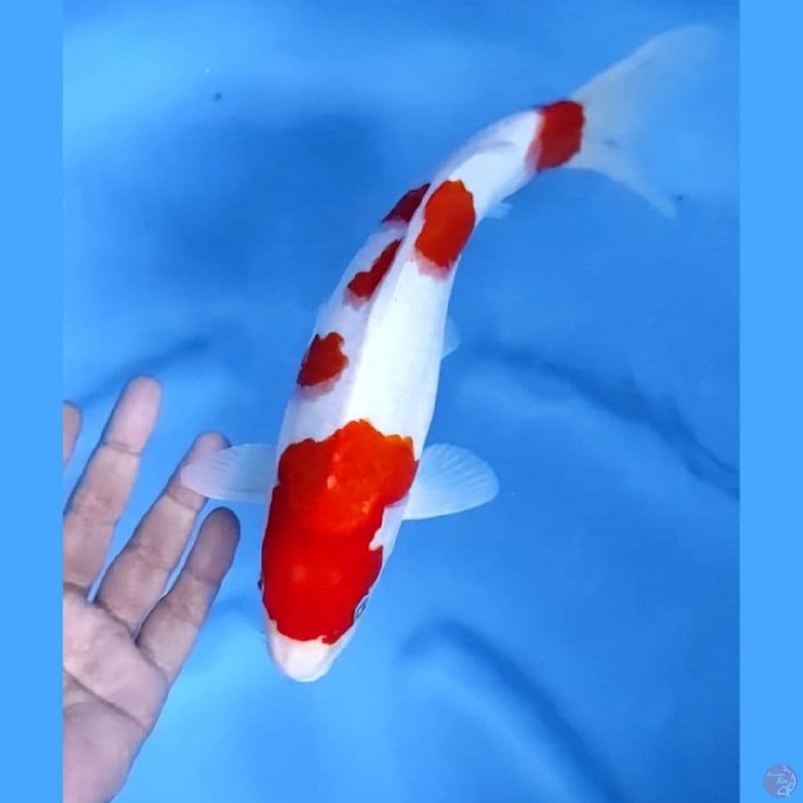 (29 CM) KOHAKU -F