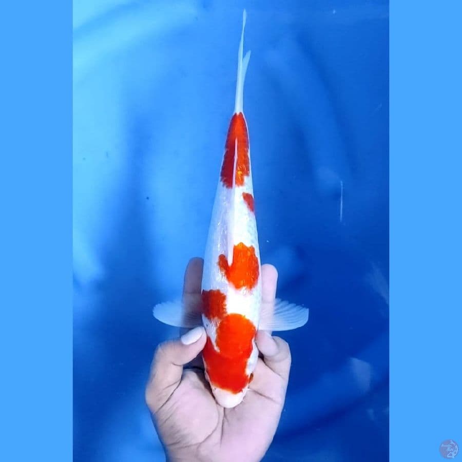 (29 CM) KOHAKU GINRIN -F