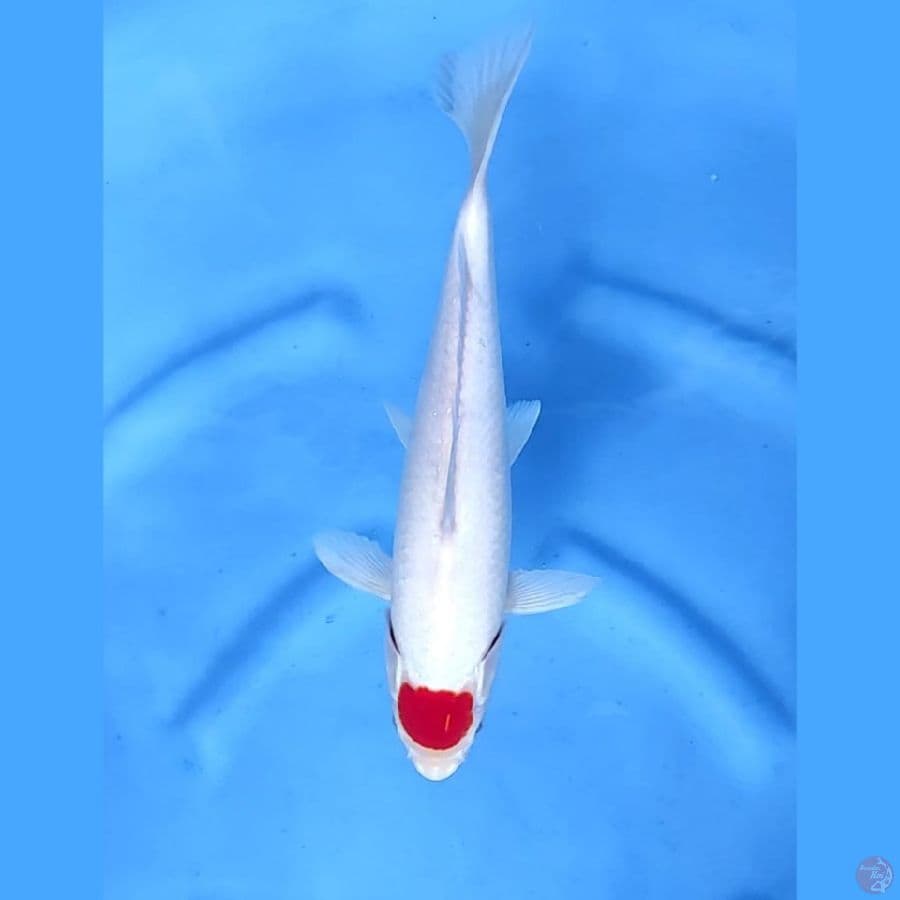 (30 CM) TANCHO -M