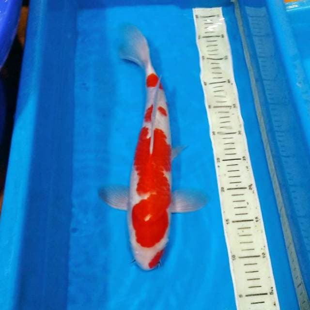 Kohaku male 45bu