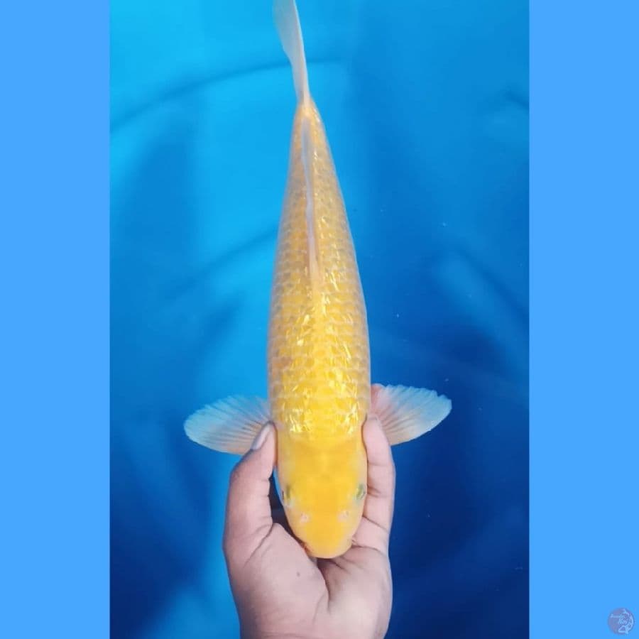 (37 CM) KARASHI GINRIN -M