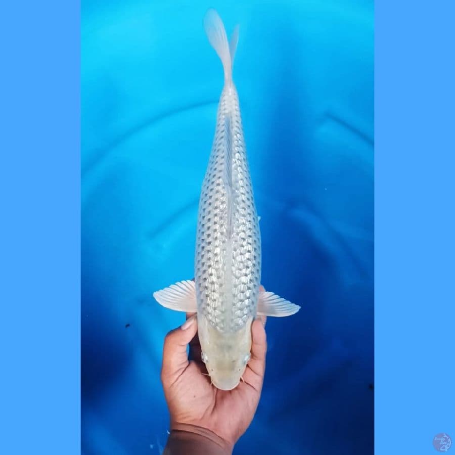 (40 CM) SORAGOI GINRIN -F