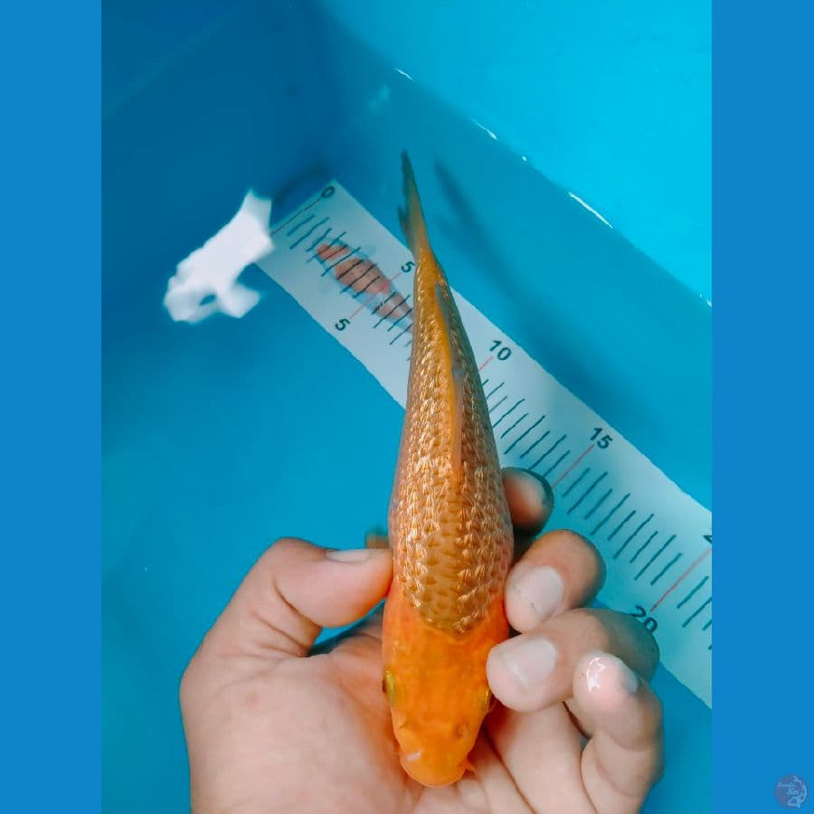 super Karamel Gindrin 15cm????