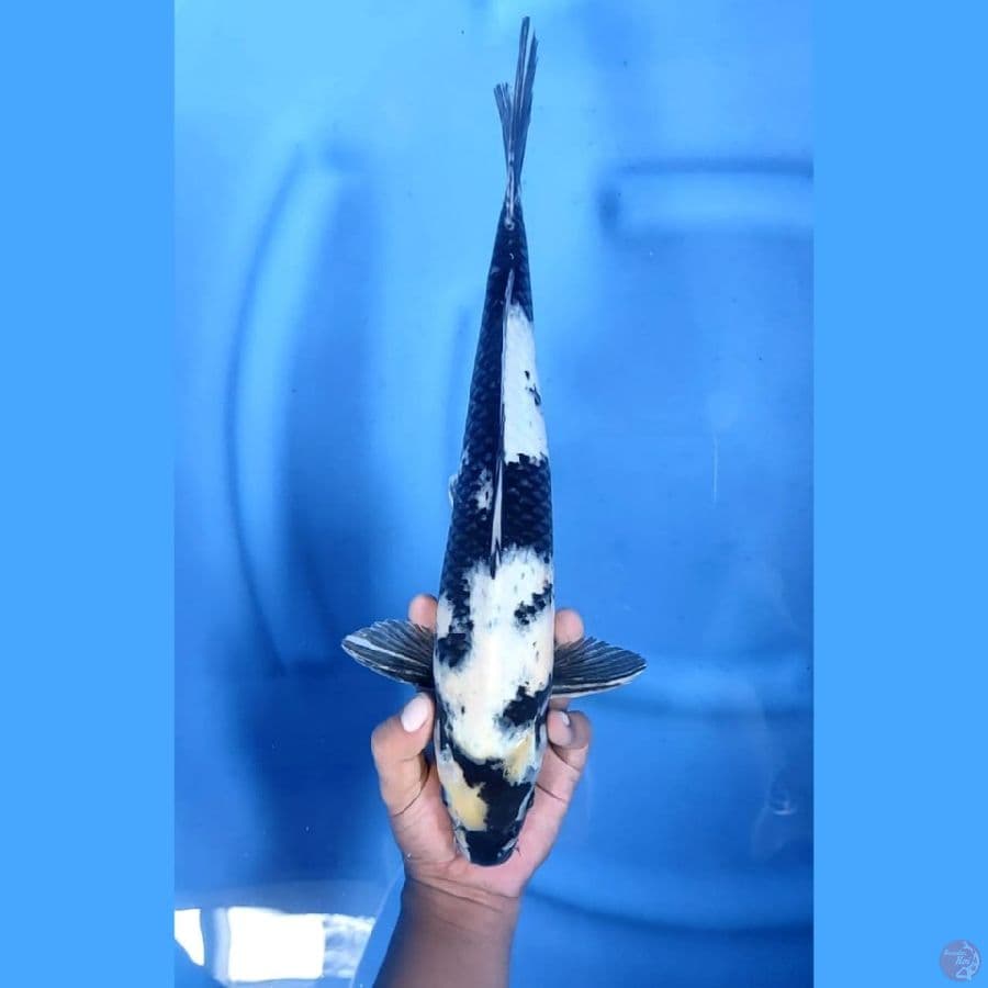(38 CM) SHIRO -M