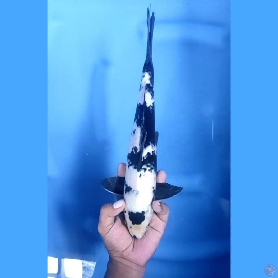 (33 CM) SHIRO -M