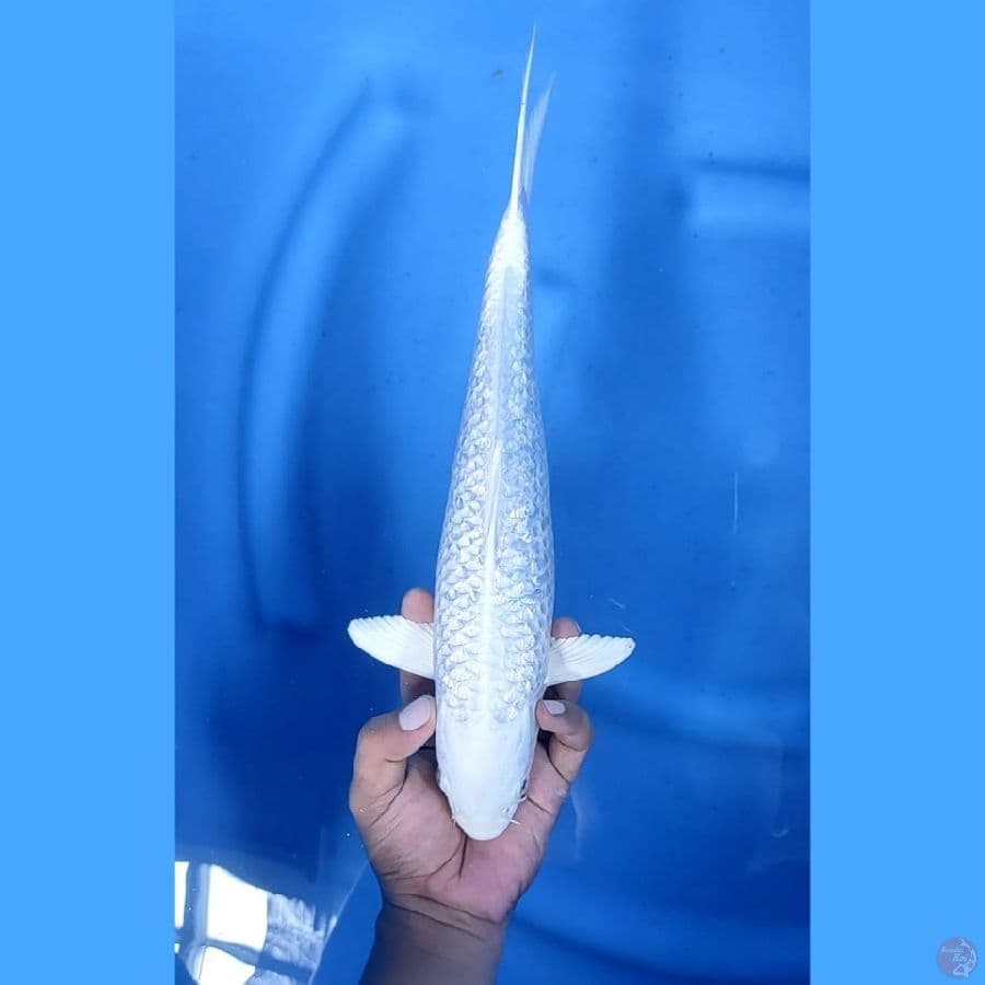 (35 CM) PLATINUM GINRIN -F