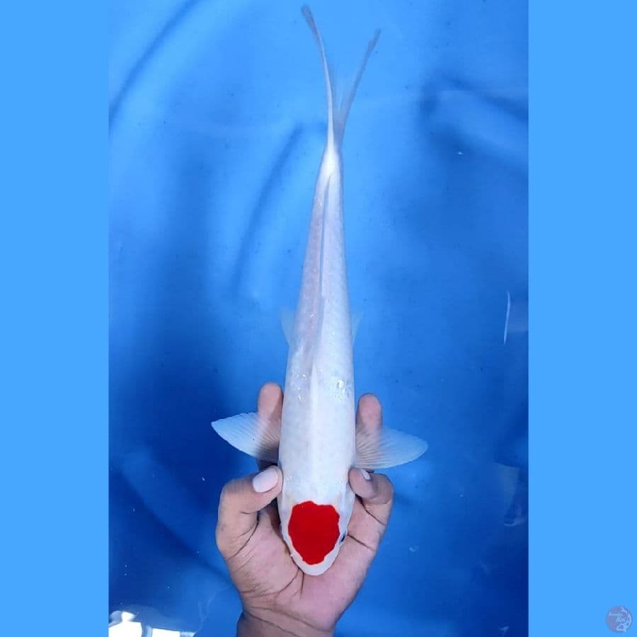 (33 CM) TANCHO -M