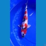 SHOWA GINRIN 40 BU