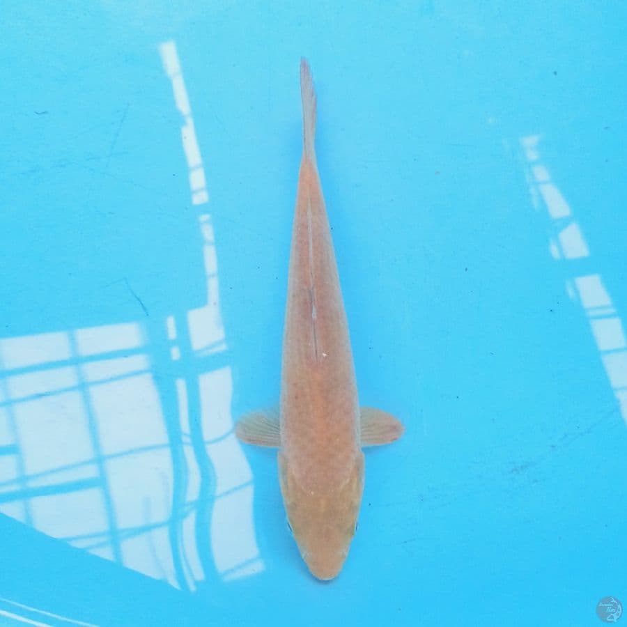 Karashi Jagung Bakar 22 cm