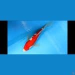 KUMPAY KOHAKU 38 CM