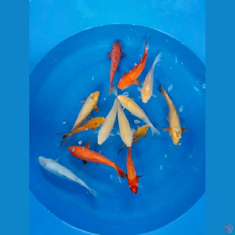 Mix Koi polosan 28-33cm 13 ekor