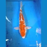 GOSHIKI 38cm