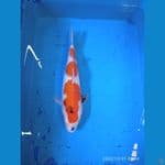 SHOWA 38CM