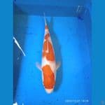 KOHAKU 37CM