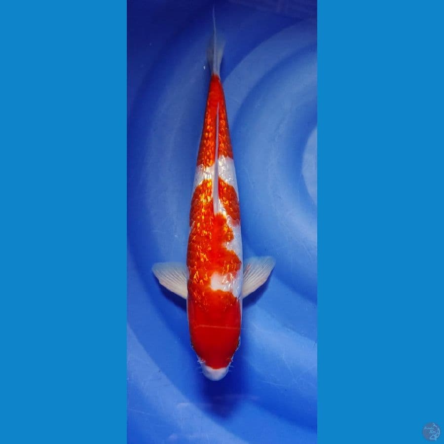 kohaku male 31cm