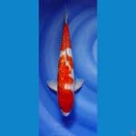 kohaku male 31cm