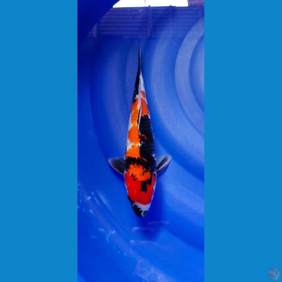 showa 31cm
