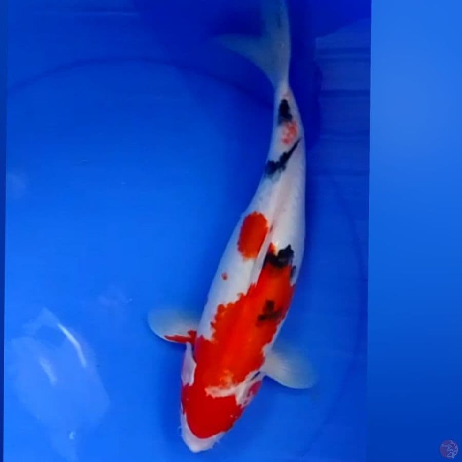 SANKE 37CM