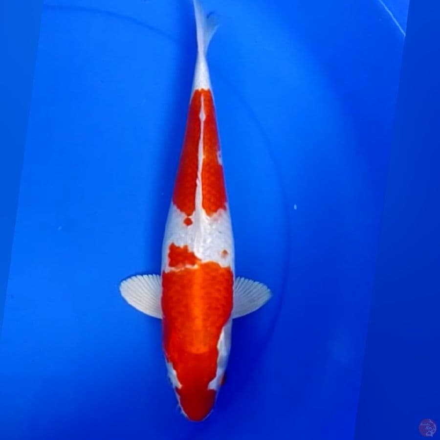 SAKURA OGON 35CM