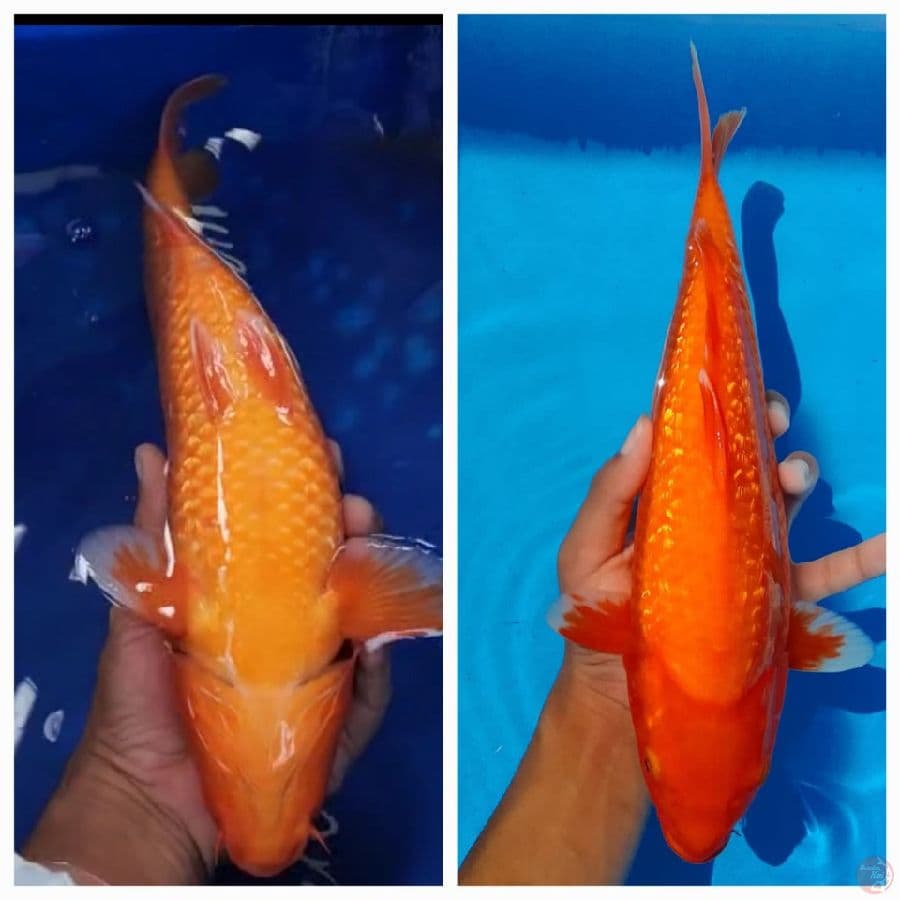 32cm red karasi ginrin TEMBUS